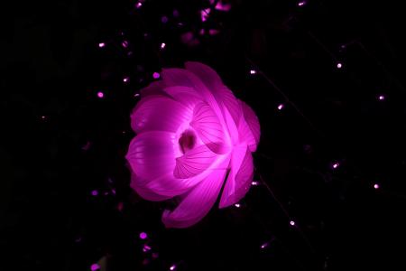 粉红色莲花,轻花,黑暗,高清,5K
