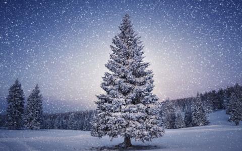 松树,冬天,降雪,高清