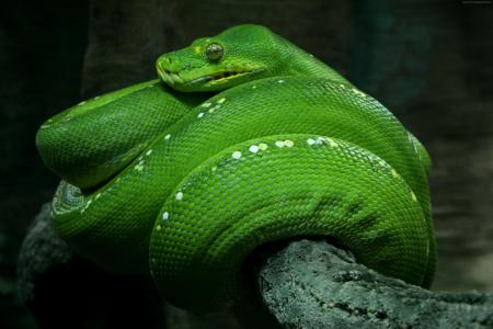 Python,新加坡,4k,高清壁纸,动物园,翡翠,绿色,蛇,眼睛,特写镜头,旅游（水平）