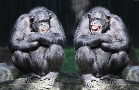 黑猩猩,夫妇,可爱的动物,猴子,搞笑（水平）