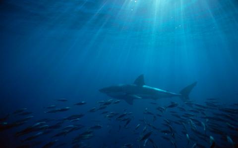 大白鲨澳大利亚