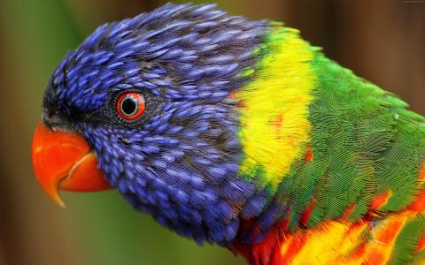 彩虹鹦鹉,美丽,五颜六色的动物,异国情调的鸟（水平）