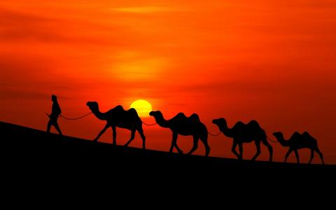 阿拉伯日落骆驼