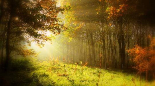 秋天,森林,阳光,高清