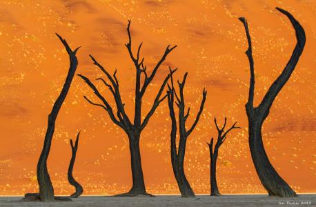 纳米比亚,5k,4k壁纸,8k,骆驼刺树,沙漠（水平）