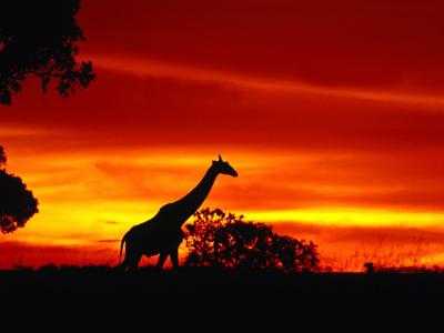 在黄昏的长颈鹿之旅