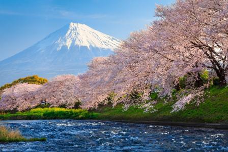 富士山,4k,高清壁纸,樱花,河,日本,旅游,旅游,国家地理旅行者摄影比赛（横向）