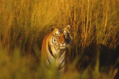 孟加拉虎,国家地理,虎,猎人,捕食者（横向）