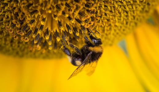 蜜蜂,向日葵,蜂花粉,4 k