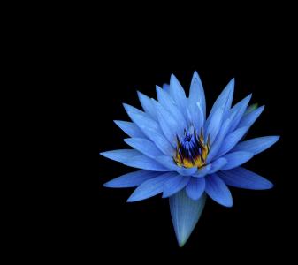 大丽花鲜花,蓝色的花,高清,黑暗的背景