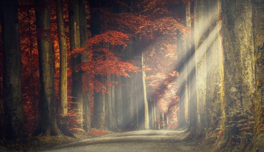 森林路径,秋季,阳光,高清,5K