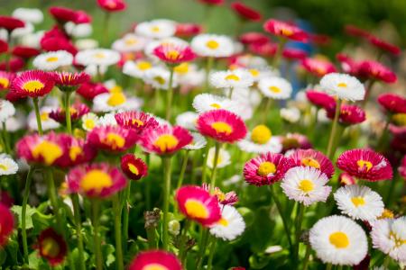 雏菊,五颜六色,粉红色,白色,花园,5K