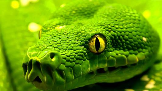 蛇,绿色,爬行动物,眼睛（水平）