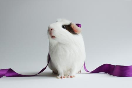 仓鼠,可爱的仓鼠,白,特写镜头,紫色,丝带,白色背景（水平）