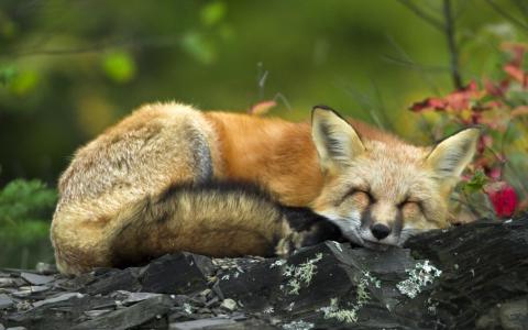 睡觉红狐狸