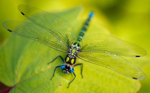 蜻蜓,叶子,翅膀,绿色,昆虫,宏,性质（水平）
