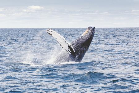 鲸鱼,5k,4k壁纸,8k,海洋（水平）