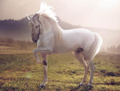 马,可爱的动物,日落（水平）