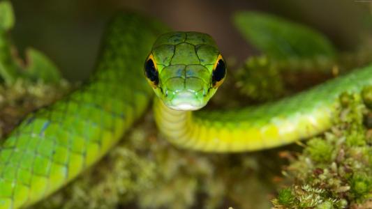 狡猾的鹦鹉蛇,蛇,绿色,危险,眼睛（水平）