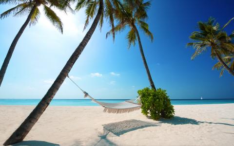 热带海滩,海滩胜地,马尔代夫,棕榈树,高清