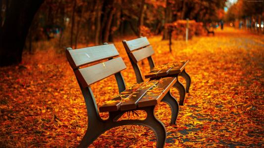 秋天的公园,5k,4k壁纸,树,叶子,长凳（水平）