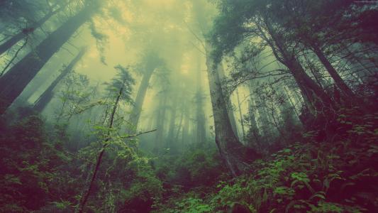 森林,4k,5k壁纸,绿色,雾,三（水平）
