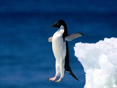 信仰企鹅的飞跃