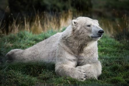 北极熊,看,可爱的动物（水平）