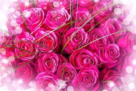 粉红玫瑰,花束,美丽,高清
