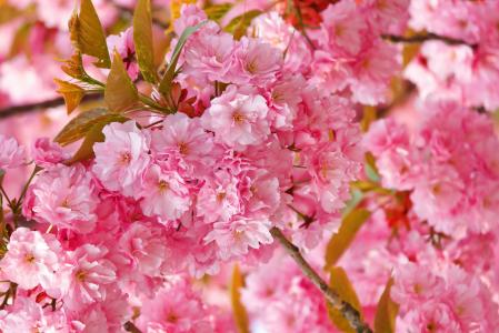 樱花,4k,高清壁纸,樱花,粉红色,春天,鲜花（水平）