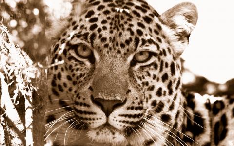 豹,野生动物,南非,关闭,高清