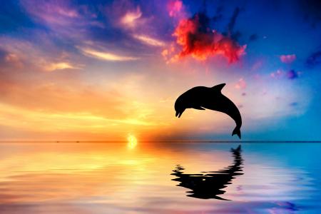 海豚,日落,美丽的海洋,5K