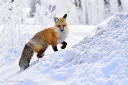狐狸,冬天,雪,高清