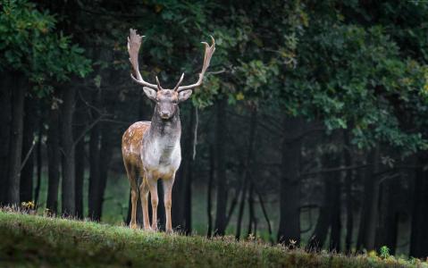 鹿,可爱的动物,森林,5K（水平）