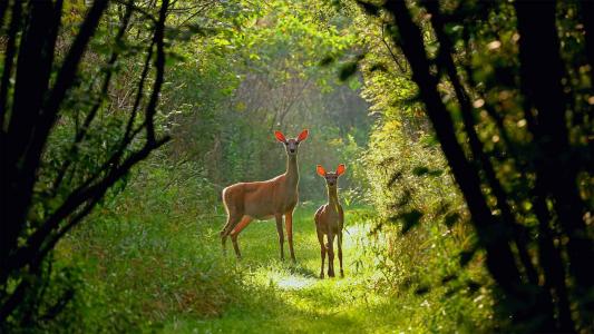 小鹿们在森林阳光下唯美写真