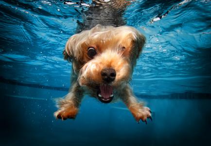 小猎犬,狗,水下,可爱的动物,搞笑（水平）