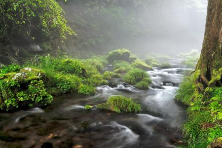 雾林间的小溪流