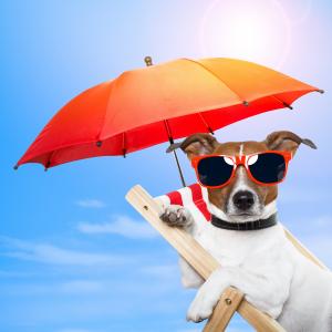 狗,5k,4k壁纸,8k,小狗,太阳,夏天,海滩,太阳镜,伞,假期,动物,宠物,天空