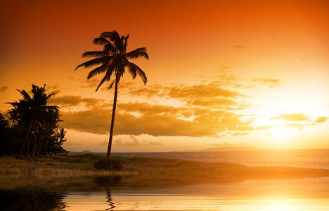 日落,棕榈树,4K