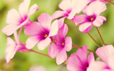 紫色马鞭草属植物