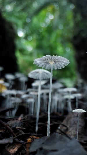 可爱小巧的蘑菇