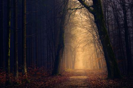 森林,秋,叶子,黑暗,路径,高清,5K