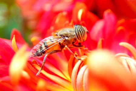 蜜蜂,花,红色,昆虫（水平）