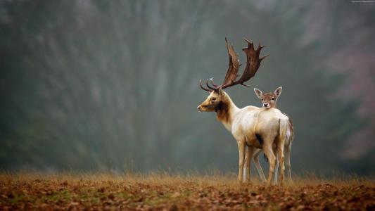 鹿,可爱的动物,秋天,4k（水平）