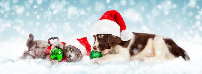 圣诞节,新年,雪,小狗,小猫,可爱的动物,5K（水平）