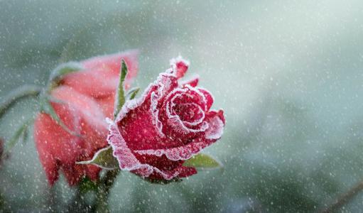 玫瑰,弗罗斯特,降雪,4K