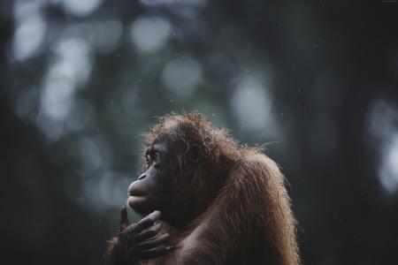 红毛猩猩,婆罗洲,马来西亚,野生动物,国家地理旅行者摄影比赛（横向）