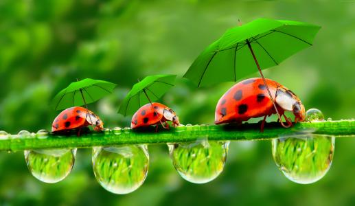 瓢虫,红色,绿色,草,伞（水平）