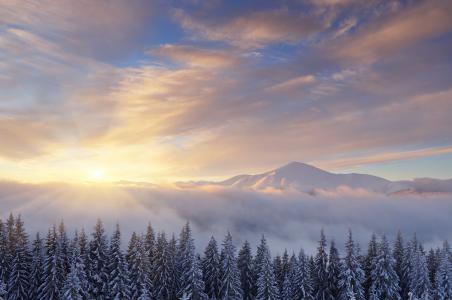 日出,冬天山,松树,雪,4K