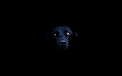 黑色拉布拉多,拉布拉多猎犬,品种狗,黑暗,高清